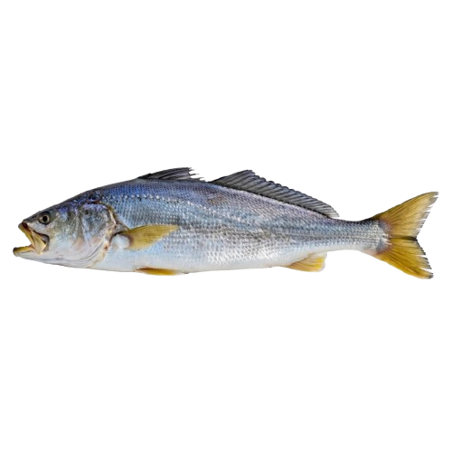 Yellow Mouth Curvina